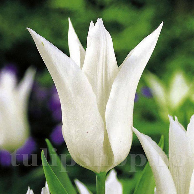 Bulbi Lalele Tres Chis (Tulip) - Bulbi Flori Toamna 2020