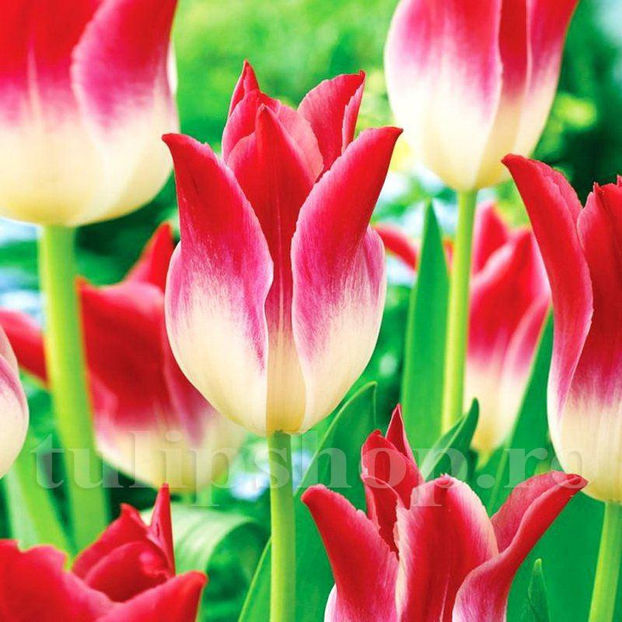 Bulbi Lalele Whispering Dream (Tulip) - Bulbi Flori Toamna 2020