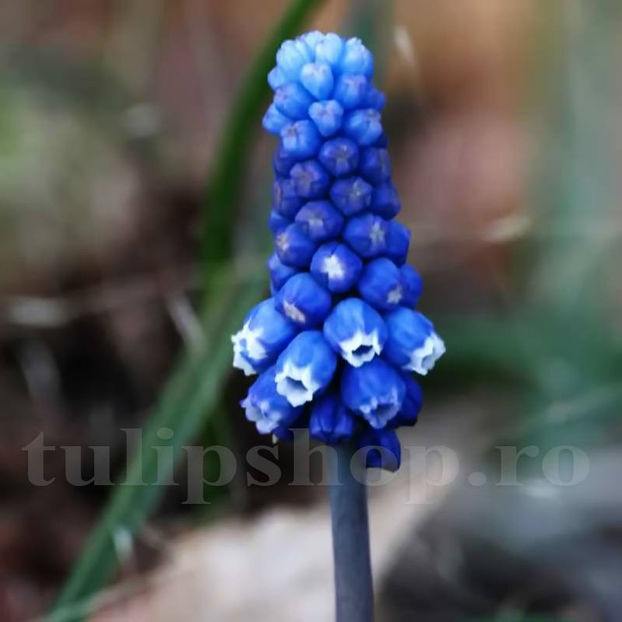 Bulbi Muscari Dark Eyes - Bulbi Flori Toamna 2020