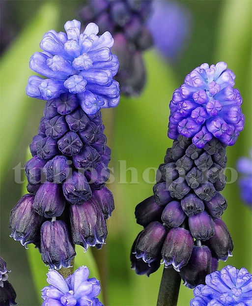 Bulbi Muscari Latifolium - Bulbi Flori Toamna 2020
