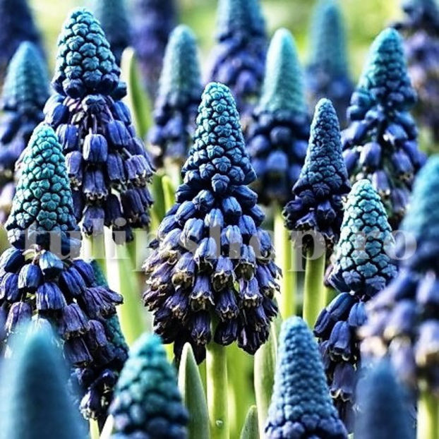 Bulbi Muscari Paradoxum - Bulbi Flori Toamna 2020