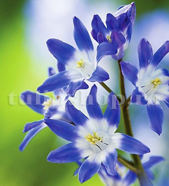 Bulbi Viorea Forbesi Blue (Chionodoxa Forbesi Blue) - Bulbi Flori Toamna 2020