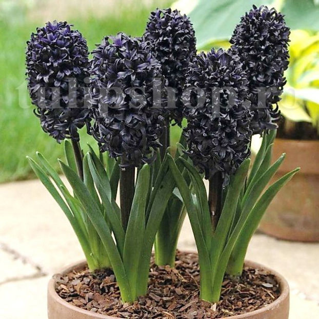 Bulbi Zambile Dark Dimension (Hyacinthus) - Bulbi Flori Toamna 2020