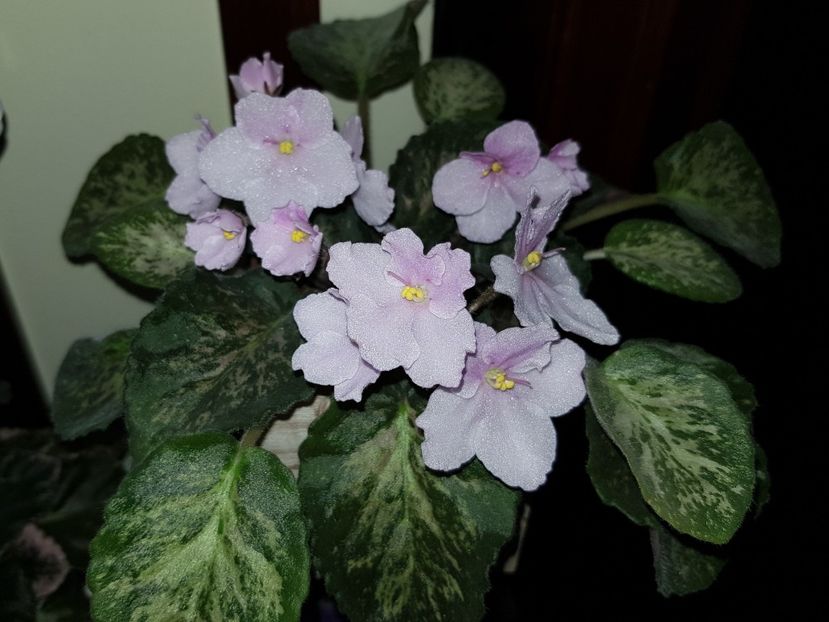 09.08.2020 - Genetic Blush