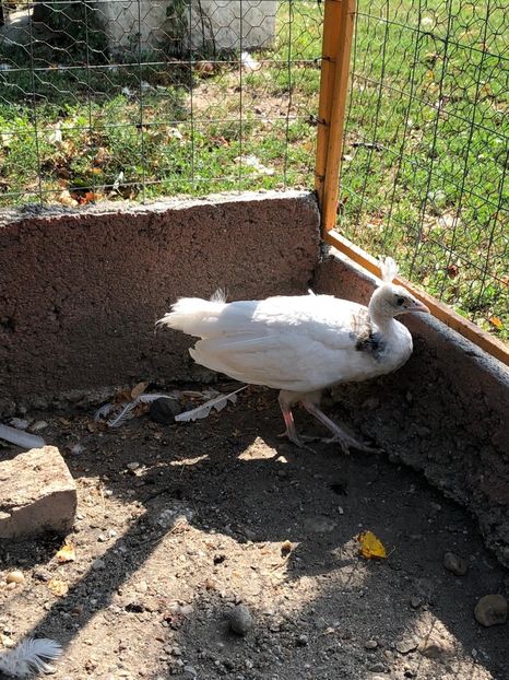 3B1650E0-4B90-4992-9C8E-BE0B9E0E587E - Pauni