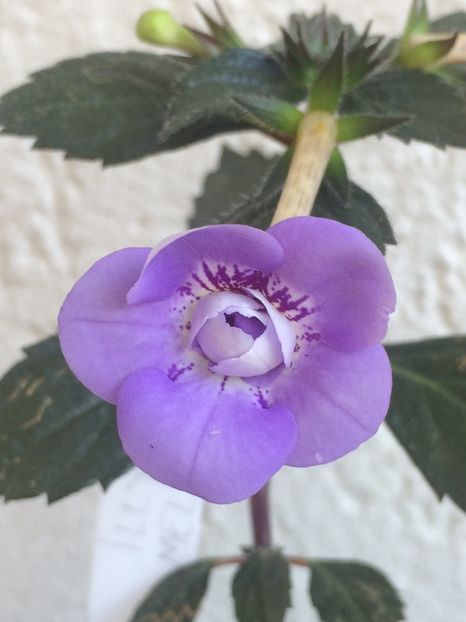 9.08.2020- Illya Melnik - Achimenes 2020