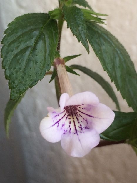 9.08.2020– Ambroise V - Achimenes 2020