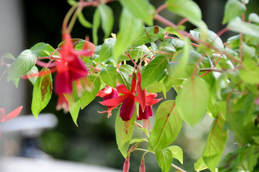  - 04 Gradina de flori 2020