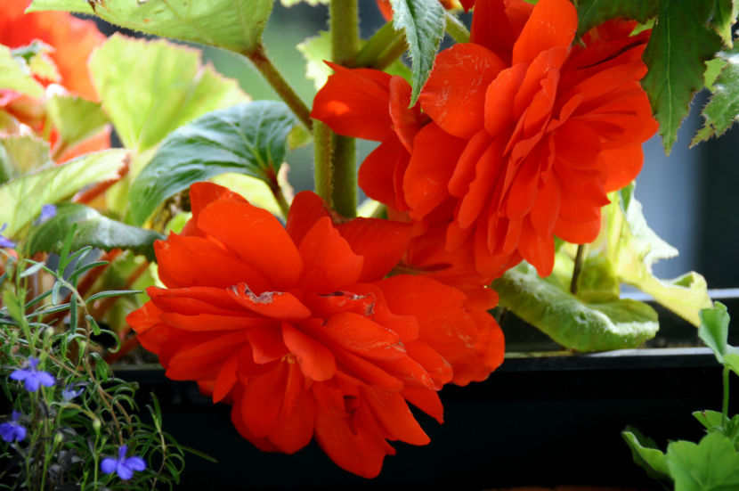  - 04 Gradina de flori 2020