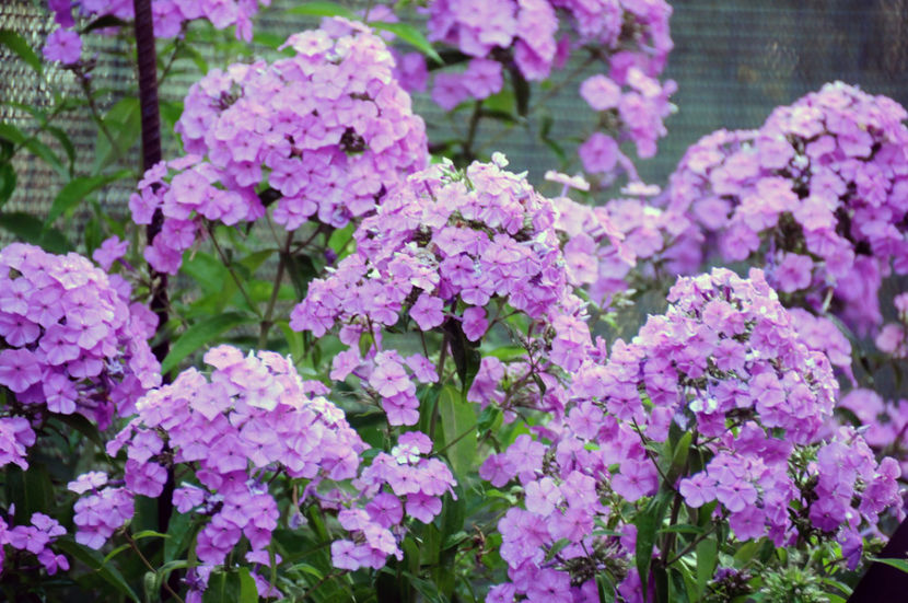  - 04 Gradina de flori 2020