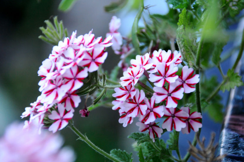  - 04 Gradina de flori 2020