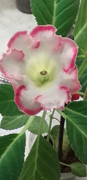 117238809_3165499693531411_140357351614474115_o - Gloxinia 2020