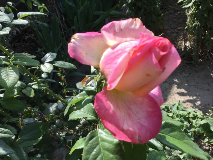 28F1085D-2858-4436-AB49-053FD324D4F8 - Trandafiri 2020