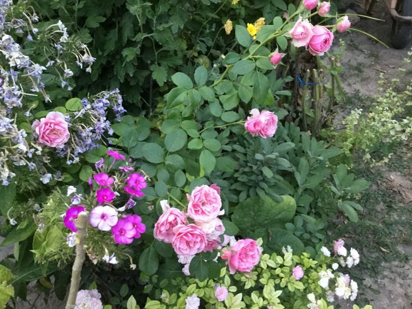 DC1D5E13-07A0-4CD2-9356-876BA0D94CAE - Trandafiri 2020