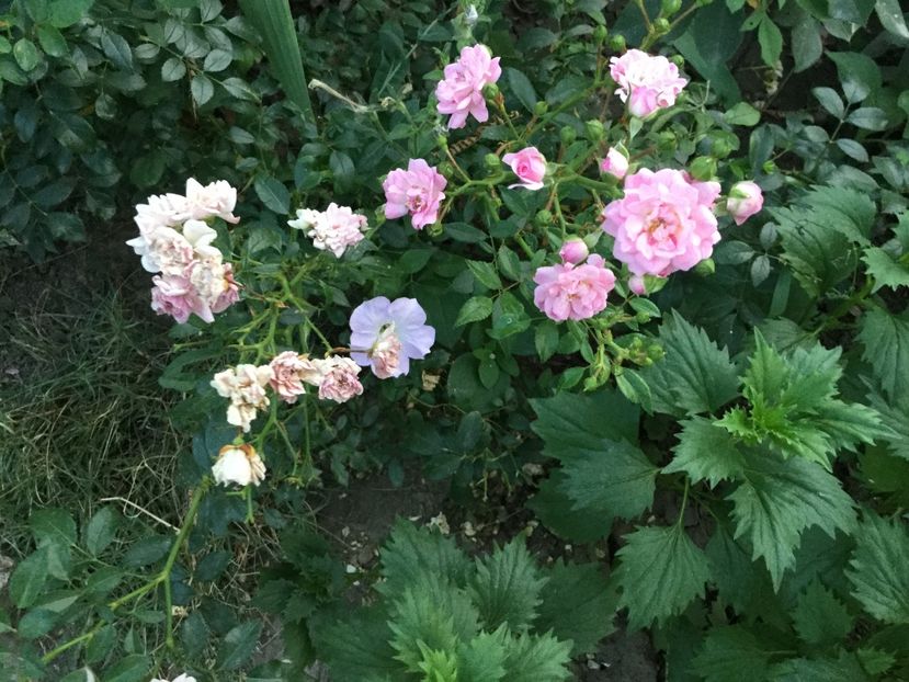 0AE0D871-FD35-45A4-BF0C-6C9EDE420DE3 - Trandafiri 2020