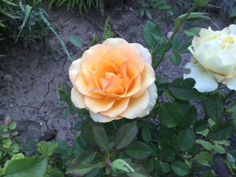 077C0D9F-2E49-44F8-B127-7A824DBC7837 - Trandafiri 2020