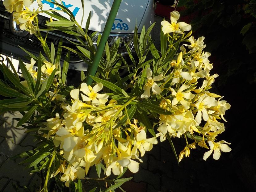  - maria gambeta nr 25