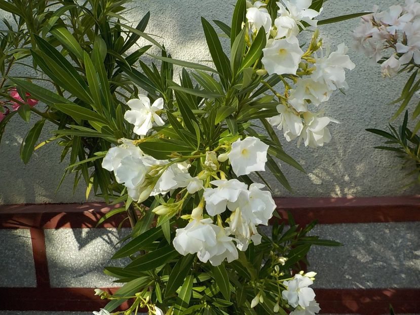  - mont blanc leandru nr 22