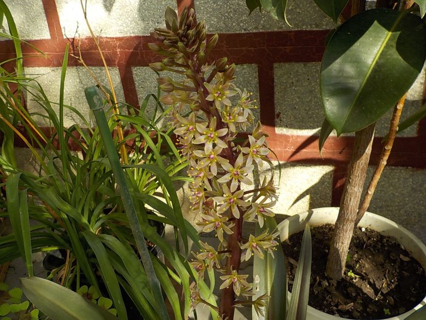  - eucomis