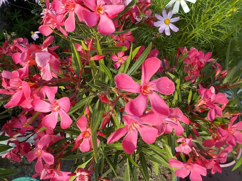  - papa gambeta nr 17