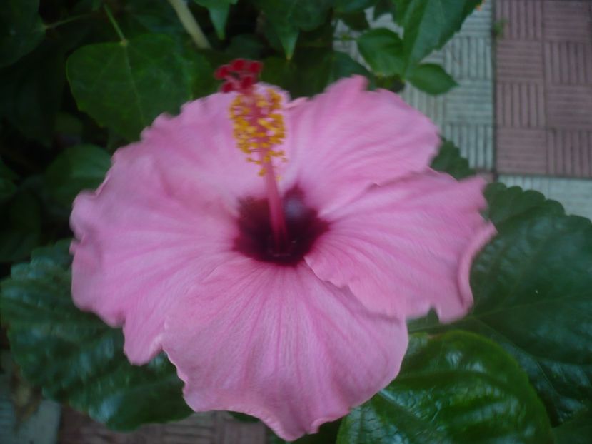 09.08.2020 - HIBISCUSI 2020-2