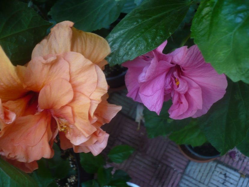 P1450502 - HIBISCUSI 2020-2