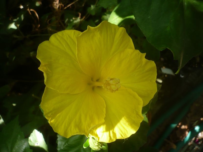 P1450503 - HIBISCUSI 2020-2