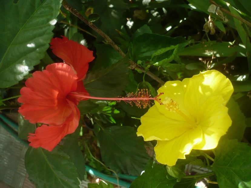 P1450504 - HIBISCUSI 2020-2