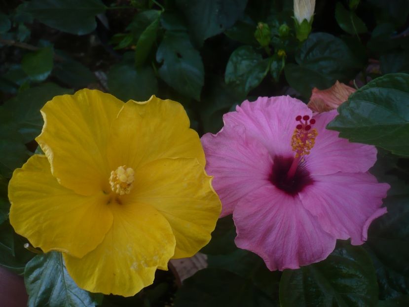 P1450505 - HIBISCUSI 2020-2