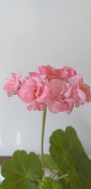  - Graingers Antique Rose