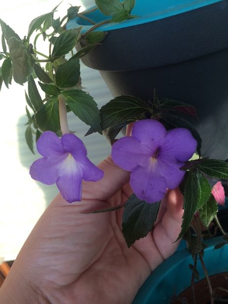 Annie Belle& Kim Blue - Comparații