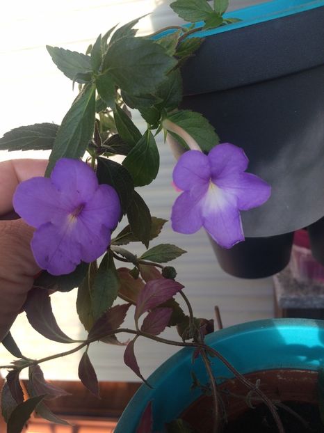 Kim Blue(stânga) Annie Belle(dreapta) - Comparații