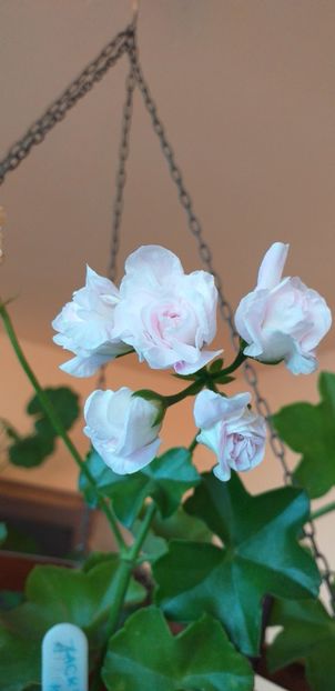 Jacky Gauld - Curgatoare trandafir