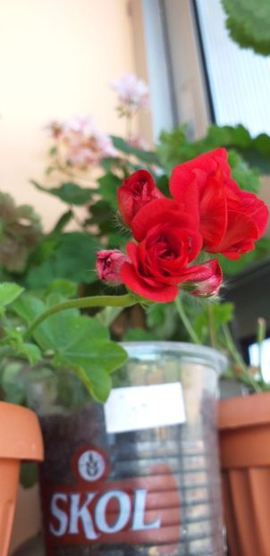Red Sybil - Curgatoare trandafir