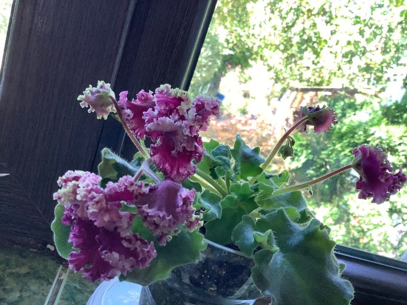  - AV Cyganskaya Sladba