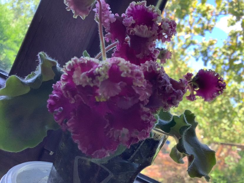  - AV Cyganskaya Sladba