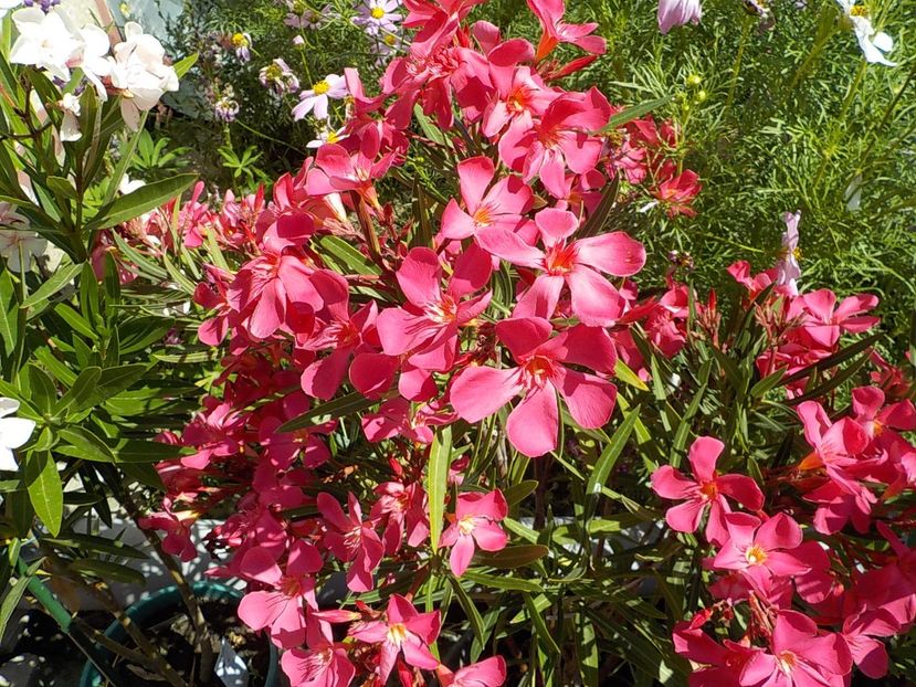  - papa gambeta nr 17