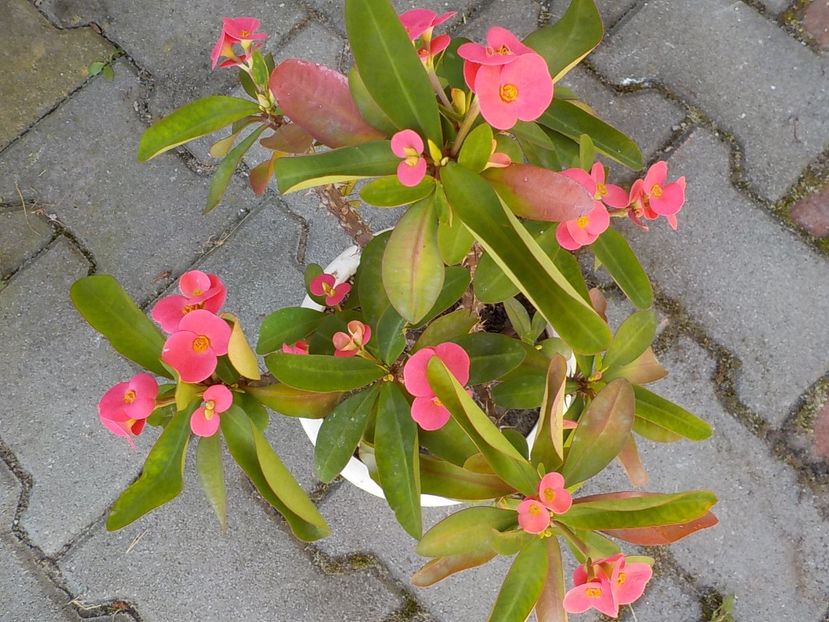  - euphorbia milli