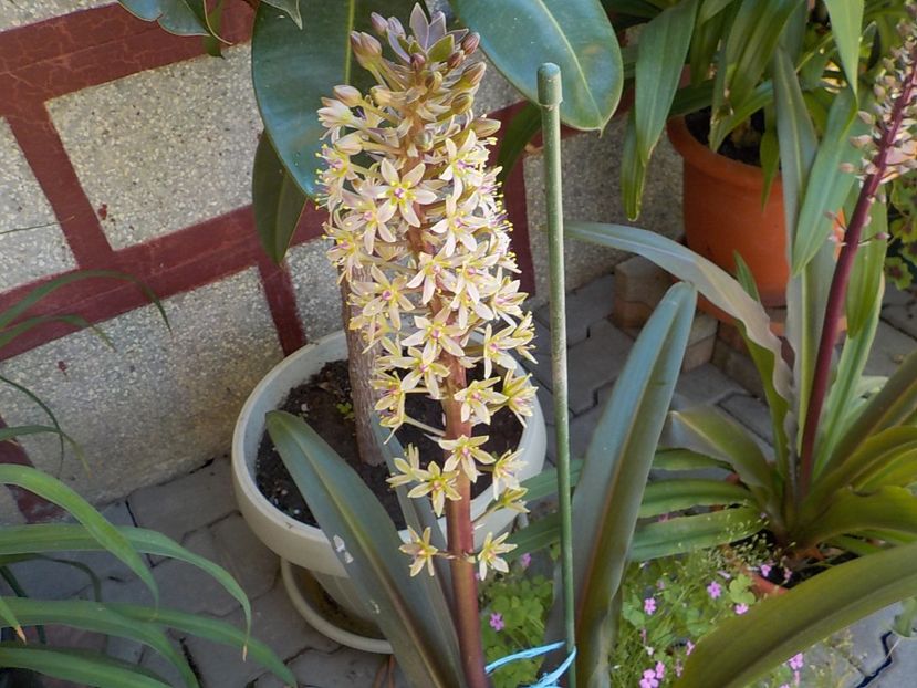  - eucomis