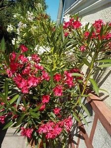 113669921_LIKUHKI - calypso 11