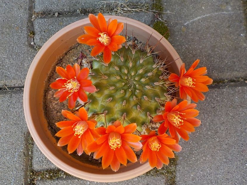  - rebutia sunris