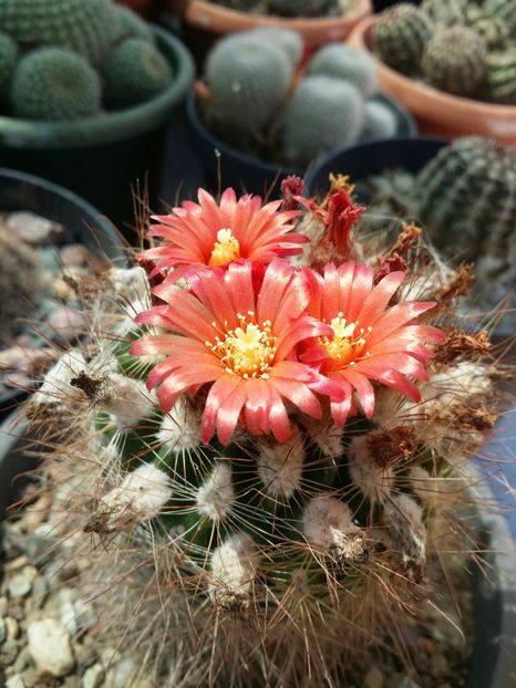  - cactusi 2020