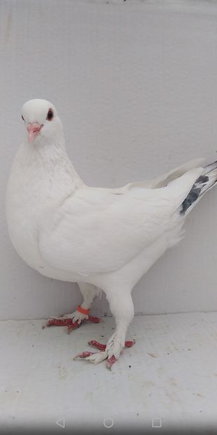 F 2019 vanduta - De vanzare kingi