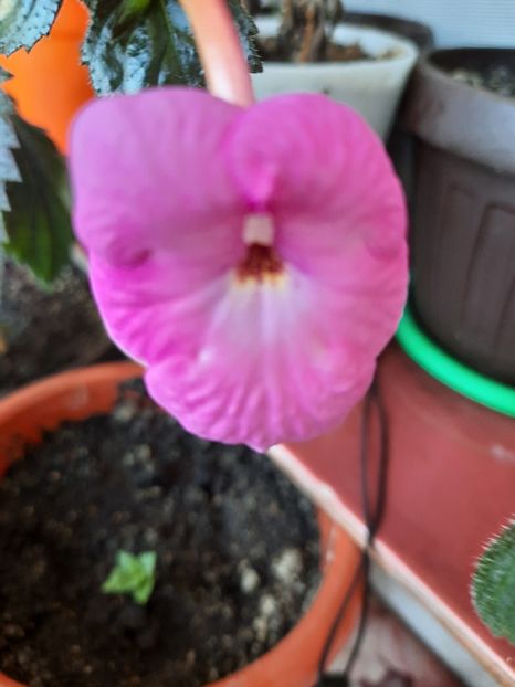  - WETTERLOW_S TRIUMPH