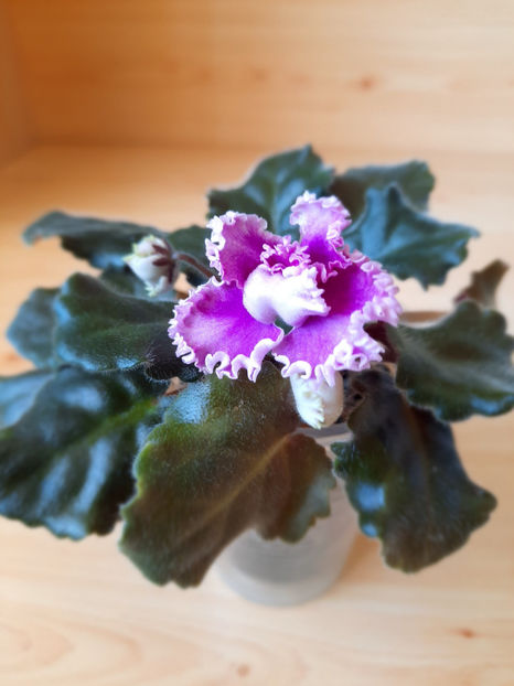 Rosie Ruffles - 02___VIOLETE AFRICANE