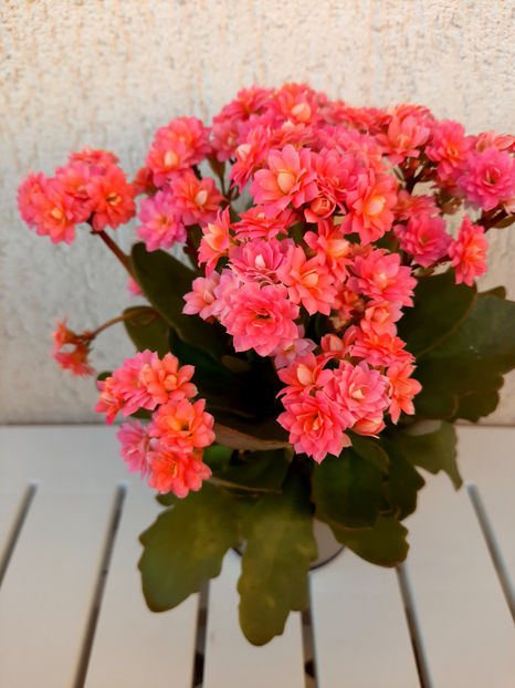  - kalanchoe