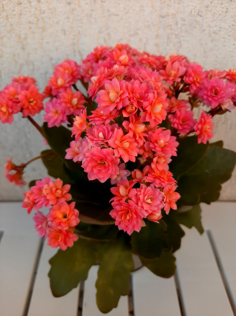  - kalanchoe