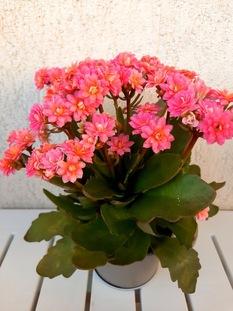  - kalanchoe