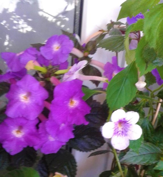  - 000013 ACHIMENES