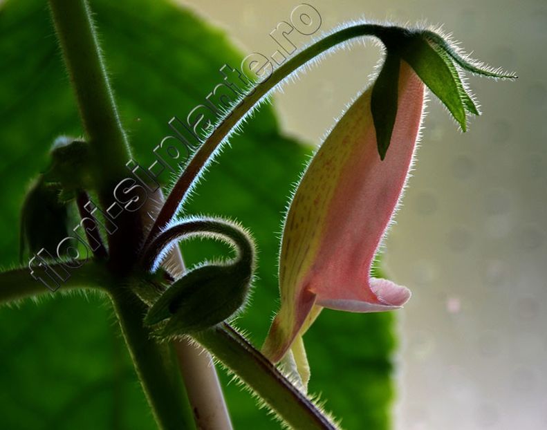 Sinningia EW s Pink Pearl - GLOXINIA-SINNINGIA _COLECTIA 2020_2024